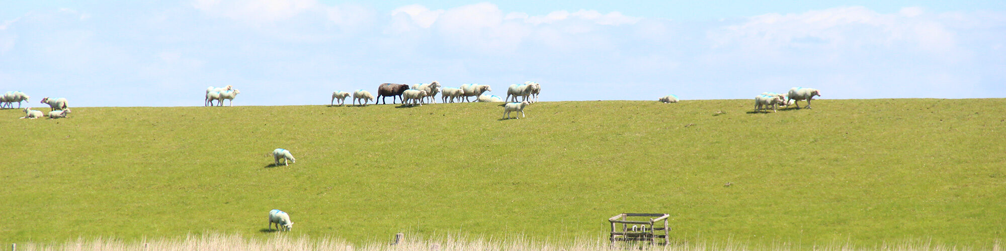 Schafe auf Pellworm
